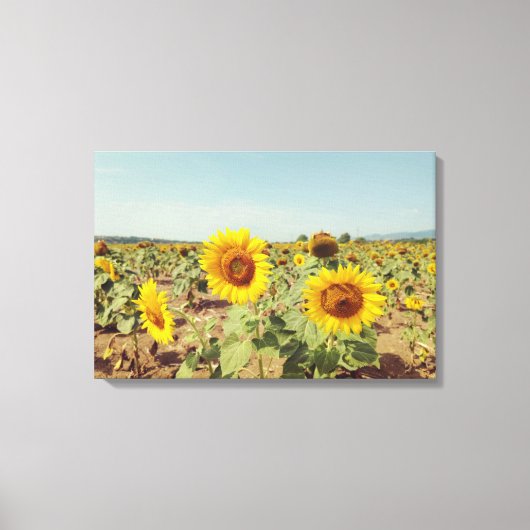  zonnebloemveld canvas afdruk (Voorkant)