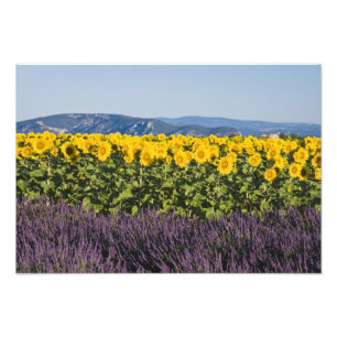 Zonnebloemveld en lavendelbloemen, foto afdruk