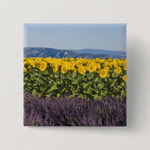 Zonnebloemveld en lavendelbloemen, vierkante button 5,1 cm