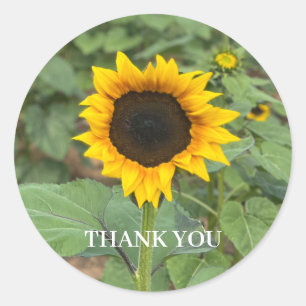 Zonnebloemveld Hartelijk dank Ronde Sticker