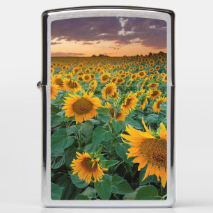 Zonnebloemveld in Longmont, Colorado