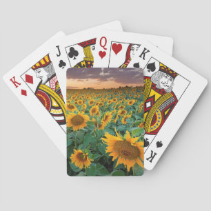 Zonnebloemveld in Longmont, Colorado Pokerkaarten