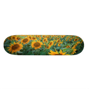 Zonnebloemveld in Longmont, Colorado Skateboard