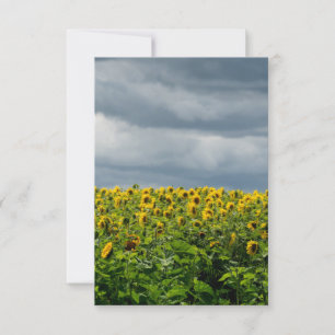 Zonnebloemveld. magneet