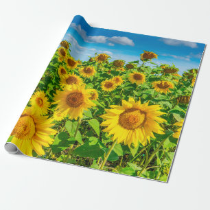Zonnebloemveld op zomerzonnige dag. Picturesque l Cadeaupapier