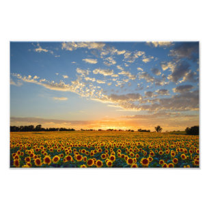 Zonnebloemveld op zonsondergang, 12x8 foto afdruk