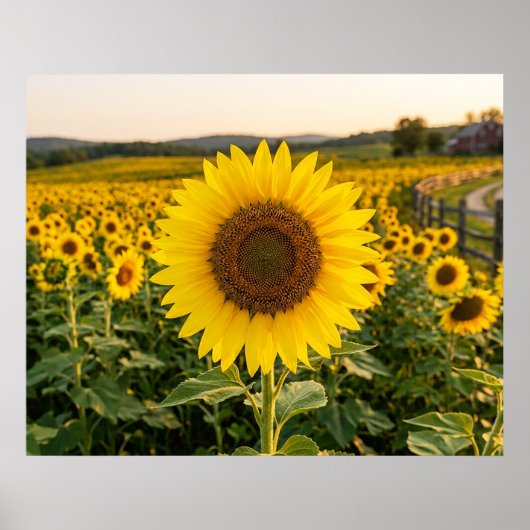 Zonnebloemveld Poster (Voorkant)