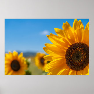 Zonnebloemveld Poster