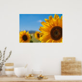 Zonnebloemveld Poster (Keuken)