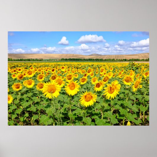 Zonnebloemveld Poster (Voorkant)