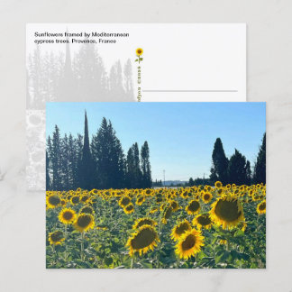 Zonnebloemveld, Provence, Frankrijk - Briefkaart