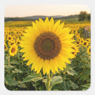 Zonnebloemveld Vierkante Sticker