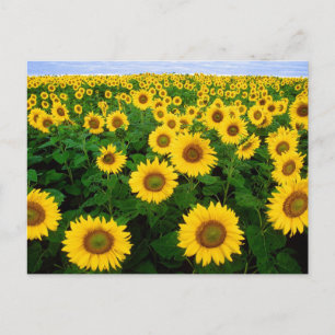 ZonnebloemveldBriefkaart Briefkaart