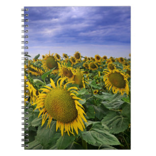 Zonnebloemvelden in Californië Notitieboek