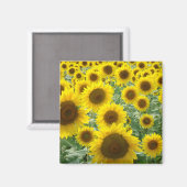 Zonnebloemveldmagneet Magneet (Voorkant / Achterkant)