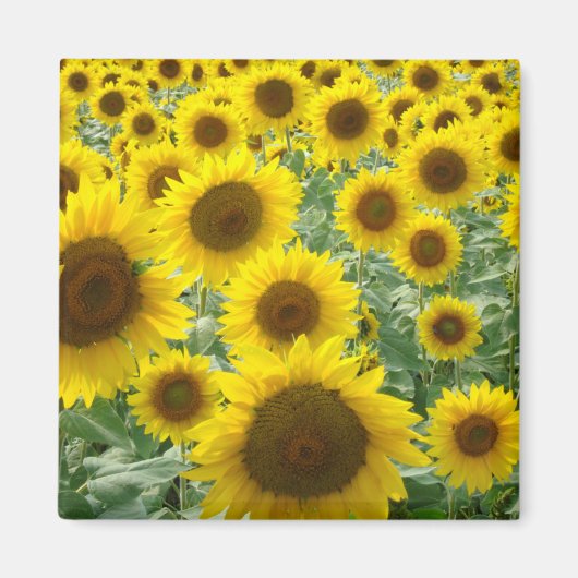 Zonnebloemveldmagneet Magneet (Voorkant)