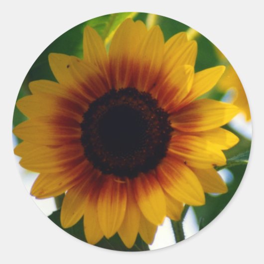 Zonnebloesticker Ronde Sticker (Voorkant)