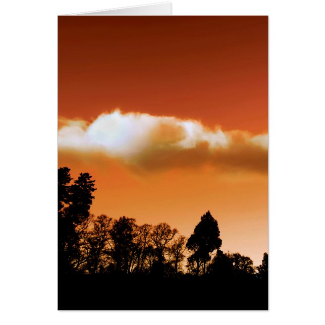 Zonnebomen (Voorkant)