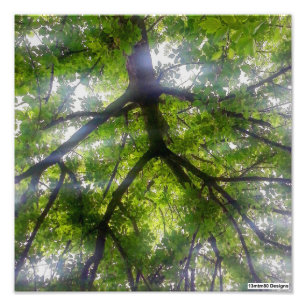 Zonnebomen (Ohio) - Fotoprente Foto Afdruk