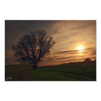 zonneboom foto afdruk