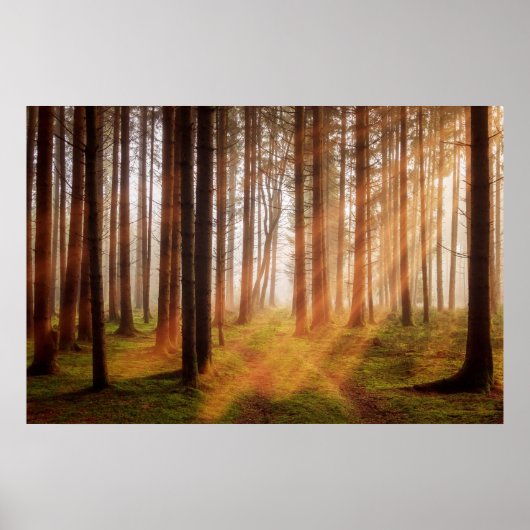 Zonneboombos Poster (Voorkant)