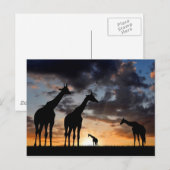 zonnebrandmiddel wild giraf silhouet briefkaart (Voorkant / Achterkant)