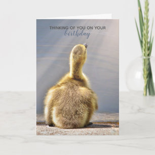 Zonnegeboortedag — Wiskaart Kaart