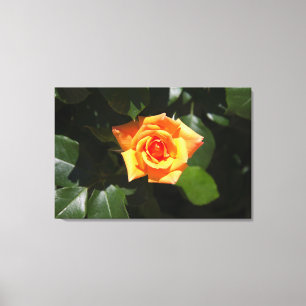 Zonnegevuld Roos Canvas Afdruk