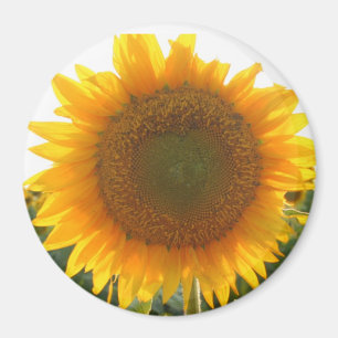 Zonnehart Magneet