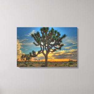 Zonnehoogte in het Nationaal Park Joshua Canvas Afdruk