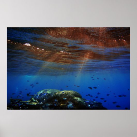 zonnekoraal poster (Voorkant)