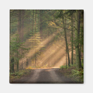 Zonnelicht door een bos magneet