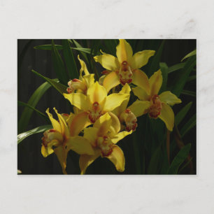 Zonnelichtgele orchideeën Floral Briefkaart