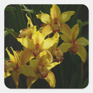 Zonnelichtgele orchideeën Floral Vierkante Sticker