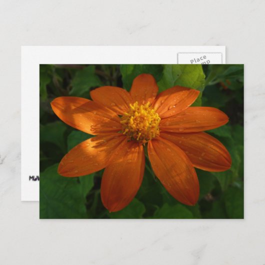 Zonneopje op Mexicaanse zonnebloempitten Briefkaart (Voorkant / Achterkant)