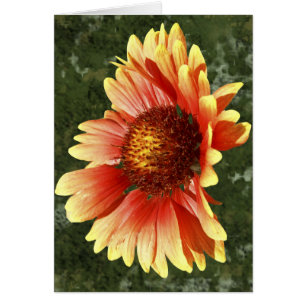 Zonneovergoten Gaillardia-foto binnen sjabloon