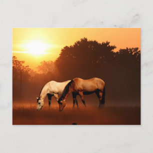 Zonnepaarden Briefkaart