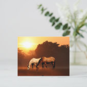 Zonnepaarden Briefkaart (Staand voorkant)