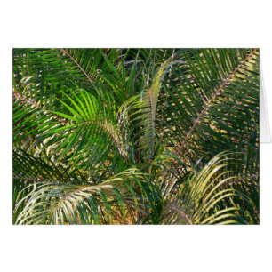 Zonnepalmhulzen Tropisch