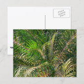 Zonnepalmhulzen Tropisch Briefkaart (Voorkant / Achterkant)
