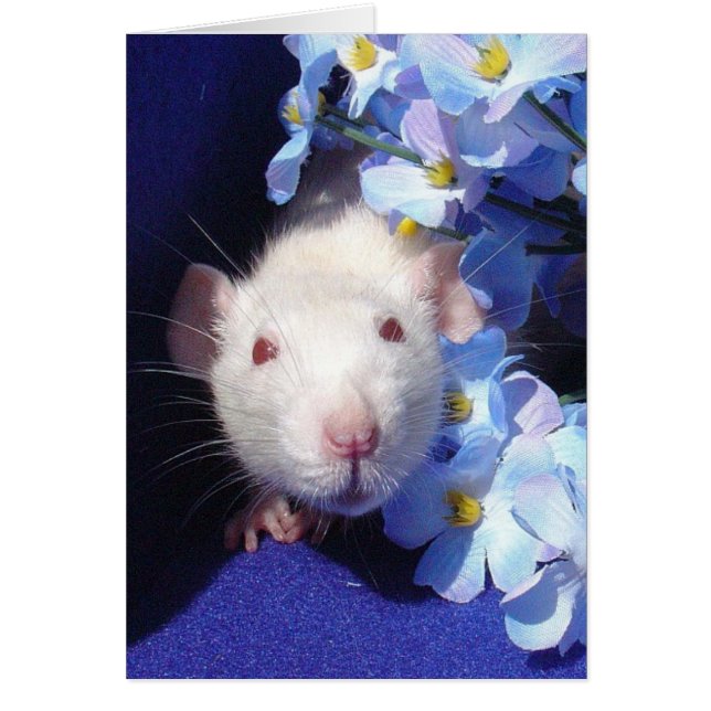 zonneschijn 2 (Voorkant)