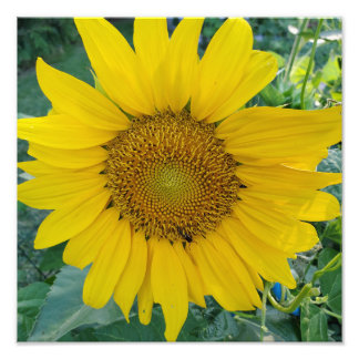 Zonneschijn Bloom Levendige Zonnebloem Field Foto Afdruk