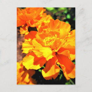 Zonneschijn Oranje Afrikanen Tuin Bloemen Briefkaart