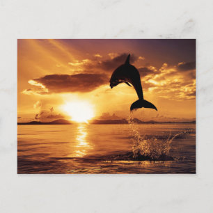 Zonnespringen Briefkaart