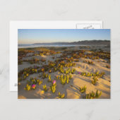 Zonnestijden lichten de zandduinen en vijgen van h briefkaart (Voorkant / Achterkant)