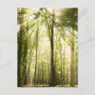 zonnestralen door bomen briefkaart