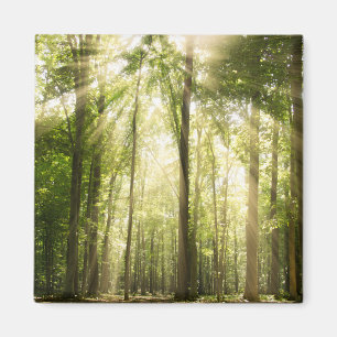 zonnestralen door bomen magneet