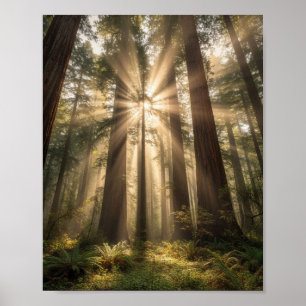 Zonnestralen door oude reuzen poster