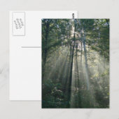 Zonnestralen door Trees Ontario Briefkaart (Voorkant / Achterkant)