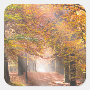 Zonnestralen in een herfst bos sticker